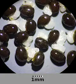 Graines avec élaïosome.