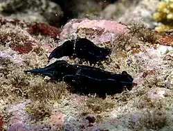 Spécimens sombres à La Réunion.