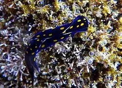 Chélidonure ponctué (Chelidonura punctata)