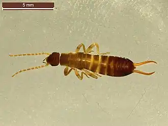 Description de l'image Chelidura guentheri (26186672218).jpg.