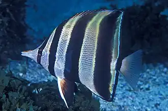 Chelmonops truncatus