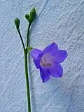 fleur de Chelonanthus purpurascens