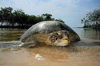 ...Chelonia mydas...