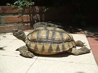 Description de l'image Chelonoidis chilensis (2).jpg.