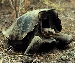 Description de l'image Chelonoidis nigra becki.jpg.