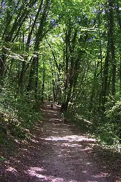 Photo d'un beau chemin bien droit dans une forêt de grands arbres.