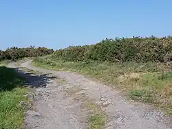 Photographie d'une chemin bordé de genêts.