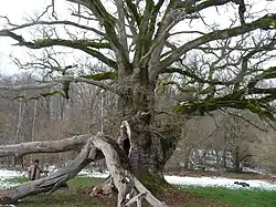 Le chêne de Sazeirat montrant le creux du tronc