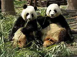 Pandas géants.