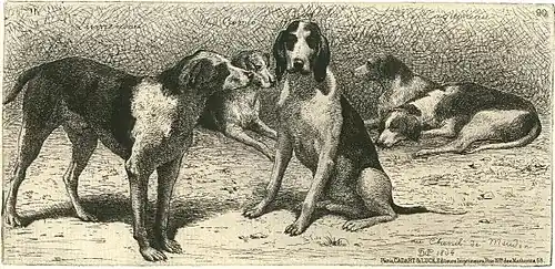 Le chenil de Meudon, les chiens du Prince Napoléon.