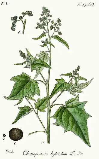Description de l'image Chenopodiastrum hybridum - Deutschlands Flora in Abbildungen nach der natur - vol. 17 t. 50.jpg.