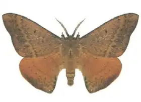 Description de l'image Chenuala_heliaspis_(ento-csiro-au).jpg.