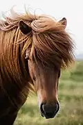 Photographie d'une tête d'un cheval roux avec une abondante crinière rousse.