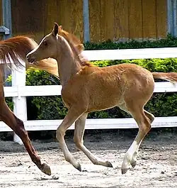 Photographie d'un poulain tondu vu de profil au galop, dans les tons roux et fauve.