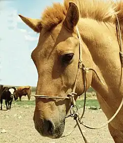 Tête d'un cheval roux-doré