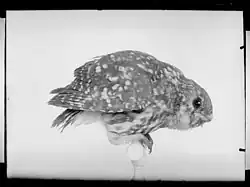 &nbsp;Chevêche d'Athena.