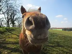 Détail sur les naseaux et les lèvres