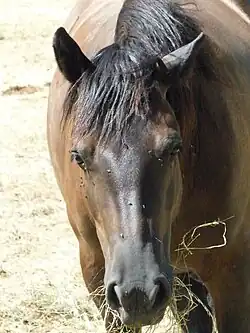 Cheval de Mérens roussi par le soleil à Bouan en 2023, vu de face.