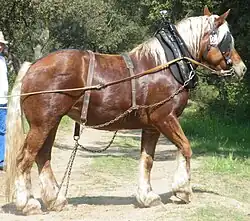 Cheval de trait (Comtois).