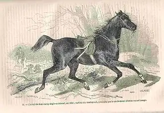 Cheval du Merlerault en 1852, dans l'Encyclopédie pratique de l'agriculteur publiée par Firmin-Didot et Cie, t.&nbsp;5, 1877.