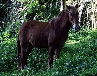 Cheval des Marquises à Hiva Oa.