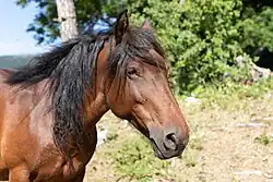 Tête d'un cheval de couleur foncée , marron et noir.