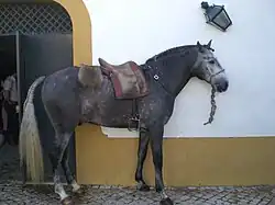 Cheval lusitanien
