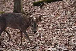 Chevreuil regardent de face le photographe