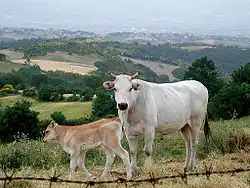 Vache et son veau