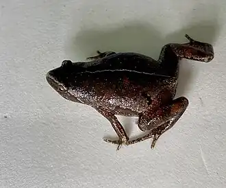 Description de l'image Chiasmocleis bassleri.jpg.