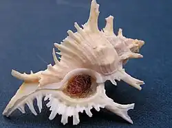 Chicoreus damicornis