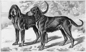 Chien gris de Saint-Louis.