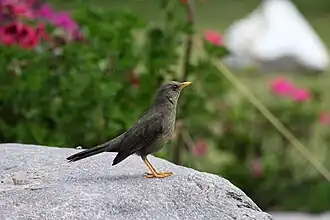 Description de l'image Chiguanco Thrush (Turdus chiguanco).jpg.