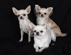 Chihuahuas à poil long, et court selon la race.
