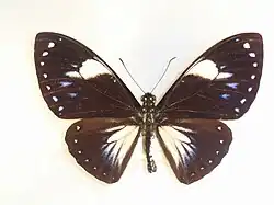 Papilio paradoxa aenigma mâle, forme avec larges macules blanches.