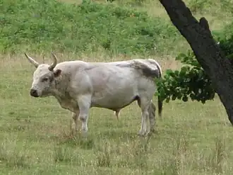 Image illustrative de l’article Taureau blanc de Chillingham