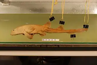 Description de l'image Chiloscyllium hasseltii Bleeker, 1852 2831917564.jpg.