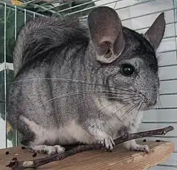 Un chinchilla en cage