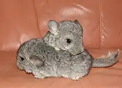 2 jeunes chinchillas domestiques gris standard