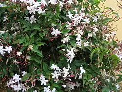 Jasminum polyanthum.