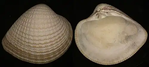 Chione gnidia