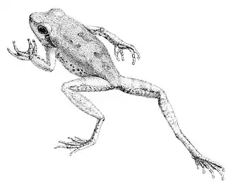 Description de l'image Chiromantis petersii.jpg.