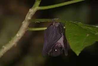 Description de l'image Chironax melanocephalus.jpg.