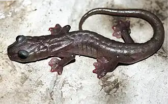 Description de l'image Chiropterotriton magnipes.jpg.