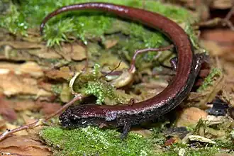 Description de l'image Chiropterotriton terrestris 2900810 (cropped).jpg.