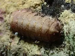 Un chiton non déterminé (ordre des Lepidopleurida)