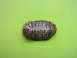 Chiton marmoratus.