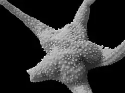 Chitonaster cataphractus.