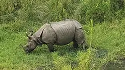 Rhinoceros unicornis. Ce rhinocéros possède une peau épaisse brun argenté, avec des plis énormes aux épaules et aux cuisses. Les pattes et les épaules antérieures sont couvertes de sortes de verrues. L’animal possède des poils très courts et dispersés sur le corps. Ils forment une petite touffe à l'extrémité de la queue.