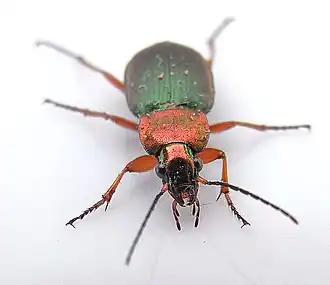 Description de cette image, également commentée ci-après